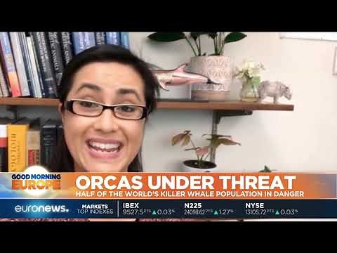 Orcas under threat from pollution