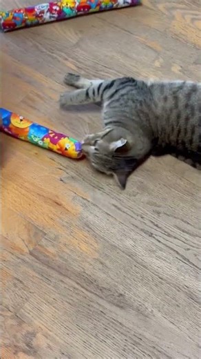 Cat vs Kicker: Epic Playtime Battle!