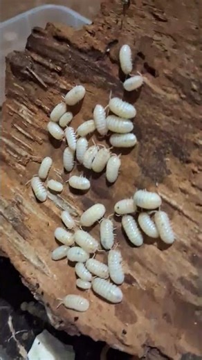 Armadillidium vulgare "magic potion" #isopods #cloporte #pillbug #isopod