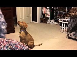 3 month old pitbull lab boxer mix with tricks