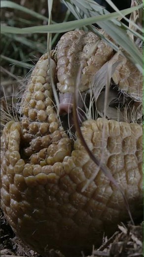 Armadillo rolled up in a ball - defensive mechanism!#shorts