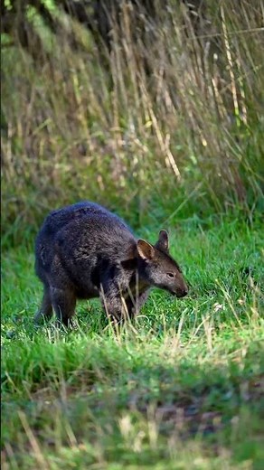 One of Australia’s Cutest Wild Animals Up Close #wildlife #australianbirds
