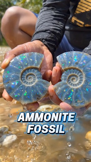 Wow amazing blue opal ammonite #rockhunting #gemstones #ammonite #opal #ai