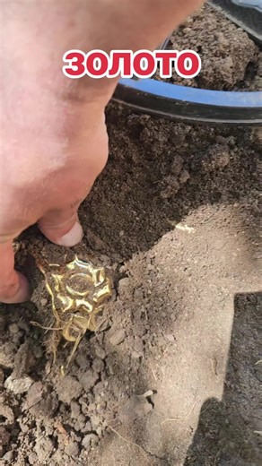 Discovering a Hidden Golden Bell in the Soil