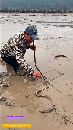 Probe and Pull: How a T-Handle Spade Digs Eels From Tidal Mud