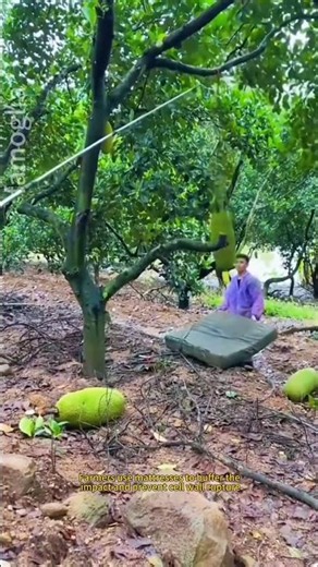 The Hardcore Science Behind Your Favorite Fruits! 🔬🥭 #shorts #science #fruit