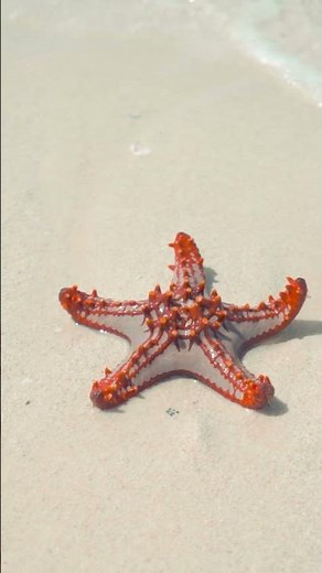 Amazing Types of Starfish You NEED to See! #starfish #starfishfacts #starfishspecies
