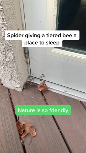 Never thought they would be friends #funny #nature #sleep #tiered #bee #beautiful #fyp #foryou