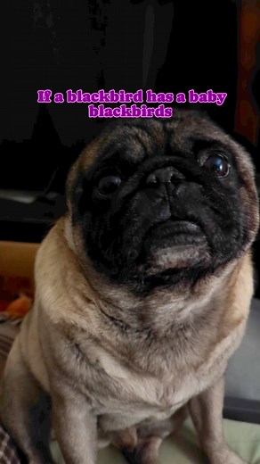 Billy is being silly #pug #puglife #sillycat #cat #dog #pet #cute #fbreels #tabbycat #papalove #FurryFriends #furfriends | Jacob ThePug Canada