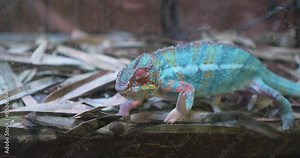 A chameleon blends in with its surroundings through camouflage and adaptation in its habitat