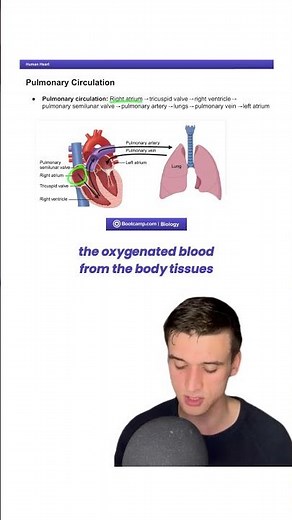 Human Heart Study Guide for Circulation #dat #datbootcamp #dentalstudent #dentalschool