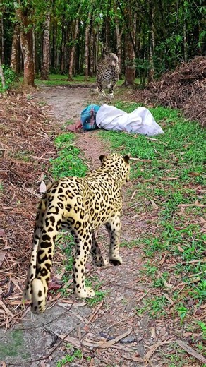 Leopard attack #2# #vfx #cheetah #virals #shorts