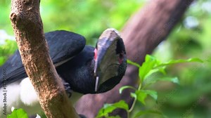 Extreme close up shot of a curious trumpeter hornbill, bycanistes bucinator with distinctive casque on the bill, perching on tree branch, wondering around its surrounding environment.