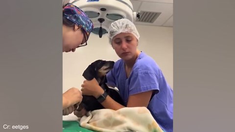 13 Most Dramatic Dogs at the Vet—Too Cute