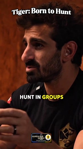 Tiger: Born to Hunt #shorts #shortsviral #shortsreels #tiger