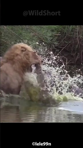 Lion vs Alligator! || Alligator attacks lion at river #lions #alligator #wildlife #wildanimals