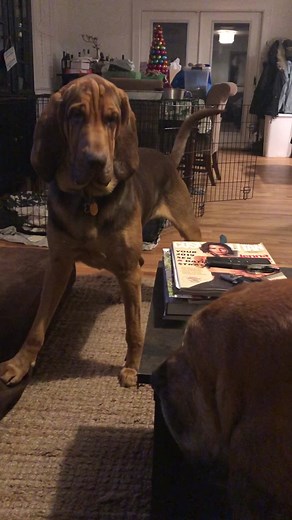 Samwell and Grumpy Tiberius: Cousins Unite with Hilarious Shenanigans!