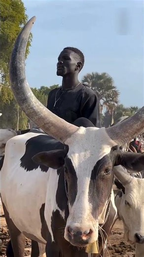 Why Mundaari Keep Their Cows Clean😲