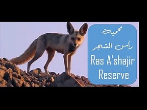 Ras A'shajir Reserve - Oman | محمية رأس الشجر- سلطنة عُمان