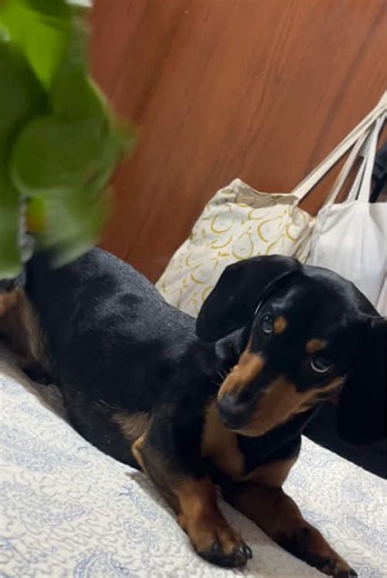 Funny Dachshund Videos: Adorable Mini Dachshunds