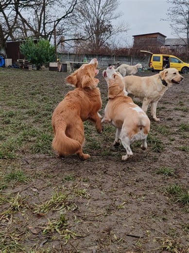 #solymarikutyasuli #fyp #kutyanapközi #dogsdaycare #kutyatiktok