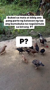 Anong letrang p yan ? | bel page