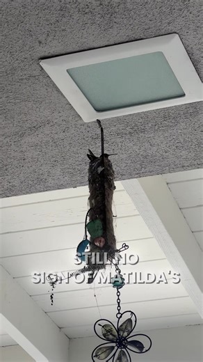 Watch Hummingbirds Nesting and Hatching