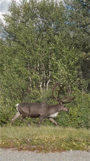 Reindeer Casually Crosses the Road While Driving in Finland 🦌🇫🇮