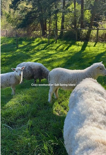 Cozy Weekend on Salt Spring Island: Explore BC