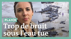 Trafic maritime, sonar, activités pétrolières,... le bruit dans les mers et océans est omniprésent. Cette pollution sonore peut avoir des conséquences graves sur les cétacés. | Le Monde