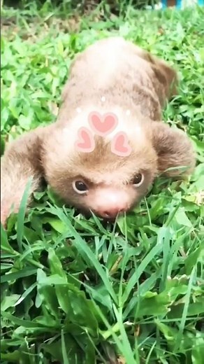Why Baby Sloths Are the Cutest Slow Legends! 😻