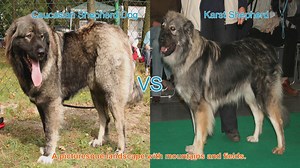 Caucasian Shepherd Dog vs. Karst Shepherd: A Comparative Guide