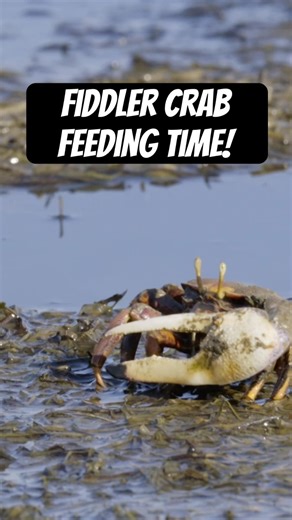 Fiddler crab feeding time! #naturepbs #wildlife #crab #portugal #feeding