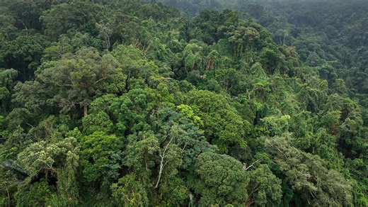 #China's #Hainan Tropical Rainforest National Park, established in 2021, may be the second-smallest of the country's national parks, yet it harbors some of the highest levels of biodiversity. The park is home to 33 percent of China's reptile species, 38 percent of its birds, 20 percent of its mammals and more than 3,500 plant species. | CGTN