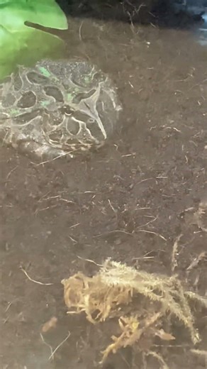 Blue Samurai Pac Man Frog