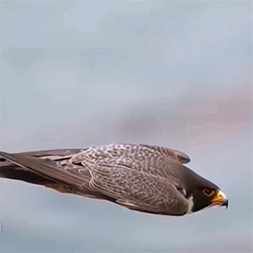 Falcon Fastest Strike on a Goose#falcon #falconattack#trending#shorts