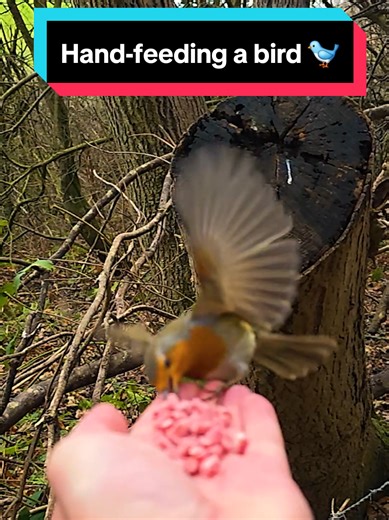 This is how a Robin sounds when filmed in slow motion. Sounds like it is barking 🐕🐦 #nature #cutebirdvideo #robin #bark #coolnature