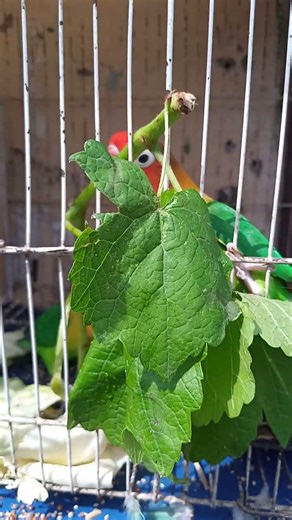 love birds eating grapes veins #lovebirds #nature #grapse