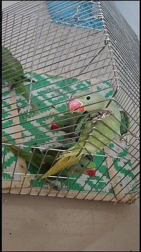Cute Baby Parrot Fight Time 🦜❤️ Funny Bird Moments