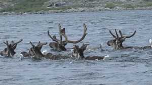 Caribou, the annual migration