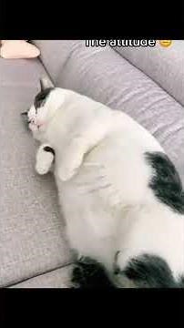 Kitty Is a Little Angry... And It's Hilarious! 😾😂 #FunnyCats #AngryKitty #CatMood