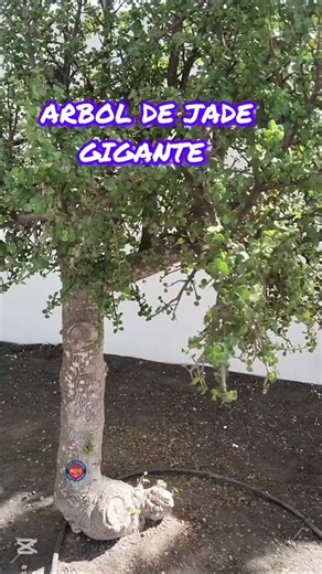 . ¡UN ÁRBOL DE JADE SUPERGIGANTE! ¡MIRA ESTA MARAVILLA DE LA NATURALEZA!