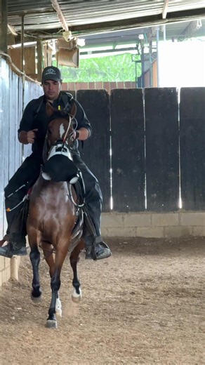 Entrenamiento Efectivo de Caballos