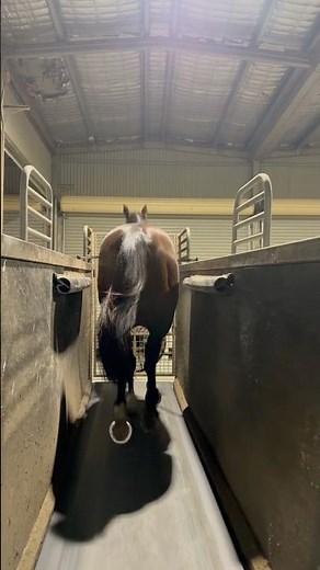 Racehorse treadmill canter!