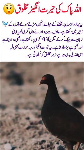 Megapode Bird — Nature’s Living Incubator#Megapode#NatureWonders#AmazingBirds#nature#CreationOfAllah