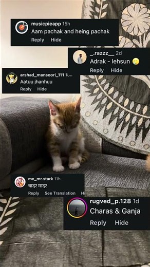 Name suggestions went wrong #catlovers #petlover #indiancats #orangecats #funny
