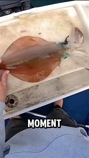 This is how to prepare calamari as humane as possible