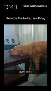 He’s Had a Ruff Day | Funniest Dog Meme Compilation 2025