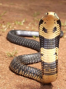 Forest cobra - Alchetron, The Free Social Encyclopedia