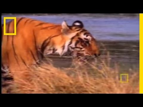Tiger Eye: Up Close and Personal | National Geographic